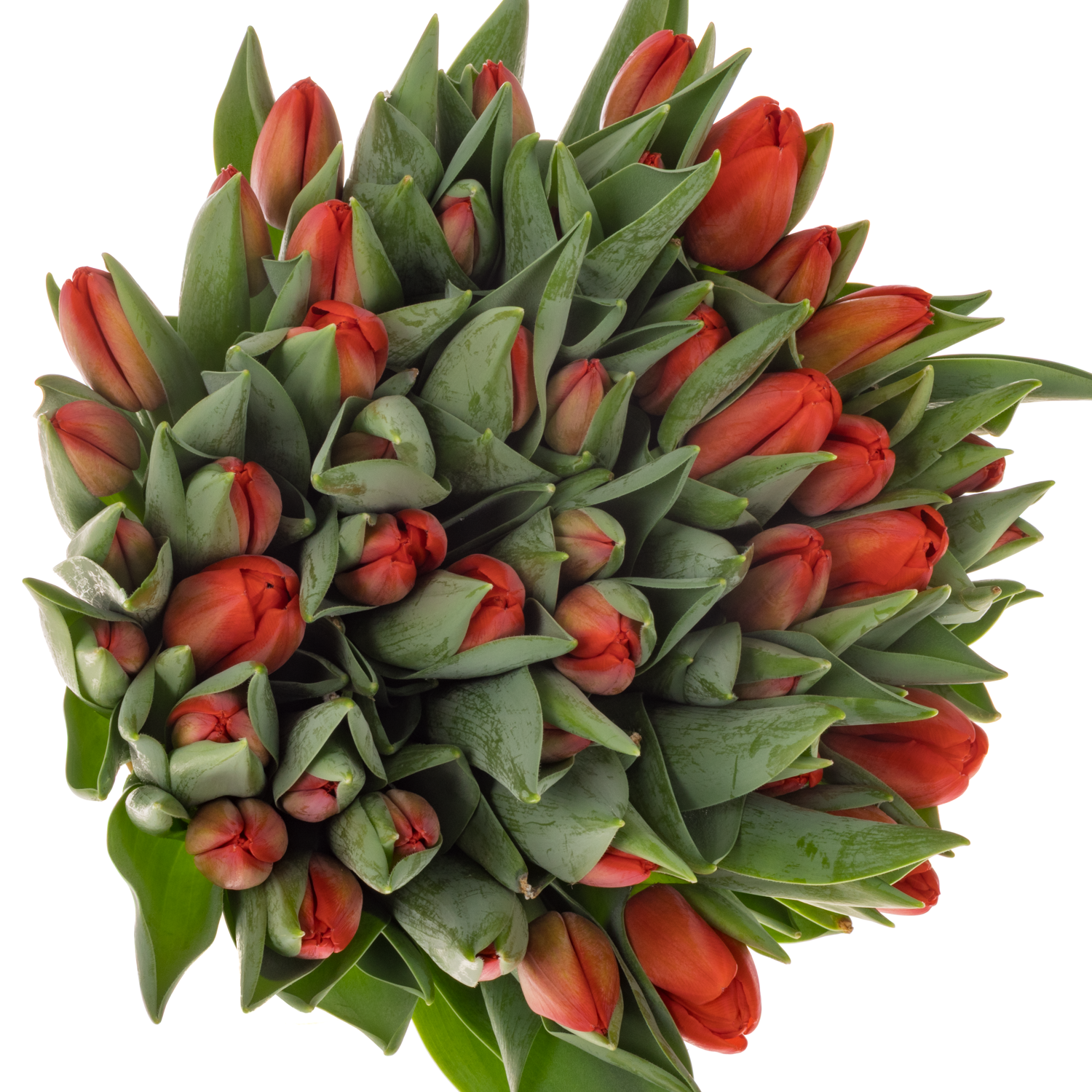 Tulpe rot Spot On 30 Gramm