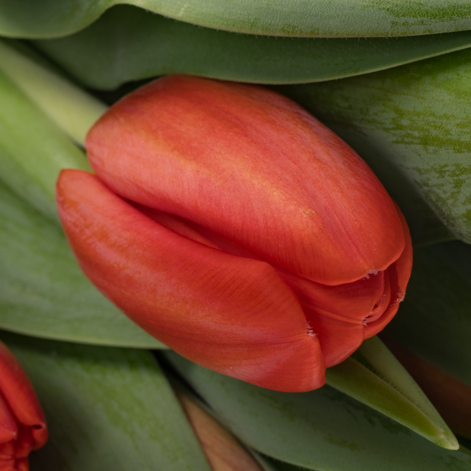 Tulpe rot Spot On 30 Gramm