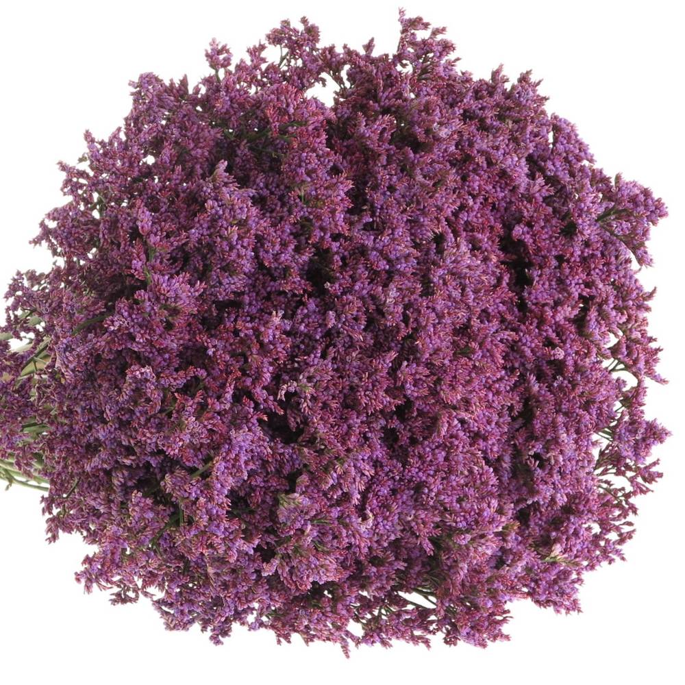 Limonium blau Piuma 60cm