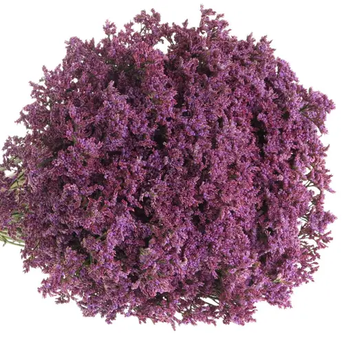 Limonium blau Piuma 60cm