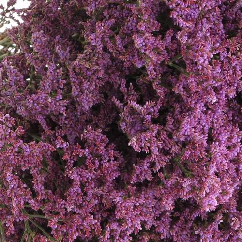 Limonium blau Piuma 60cm
