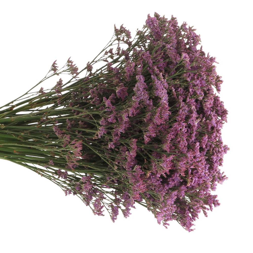 Limonium blau Piuma 60cm