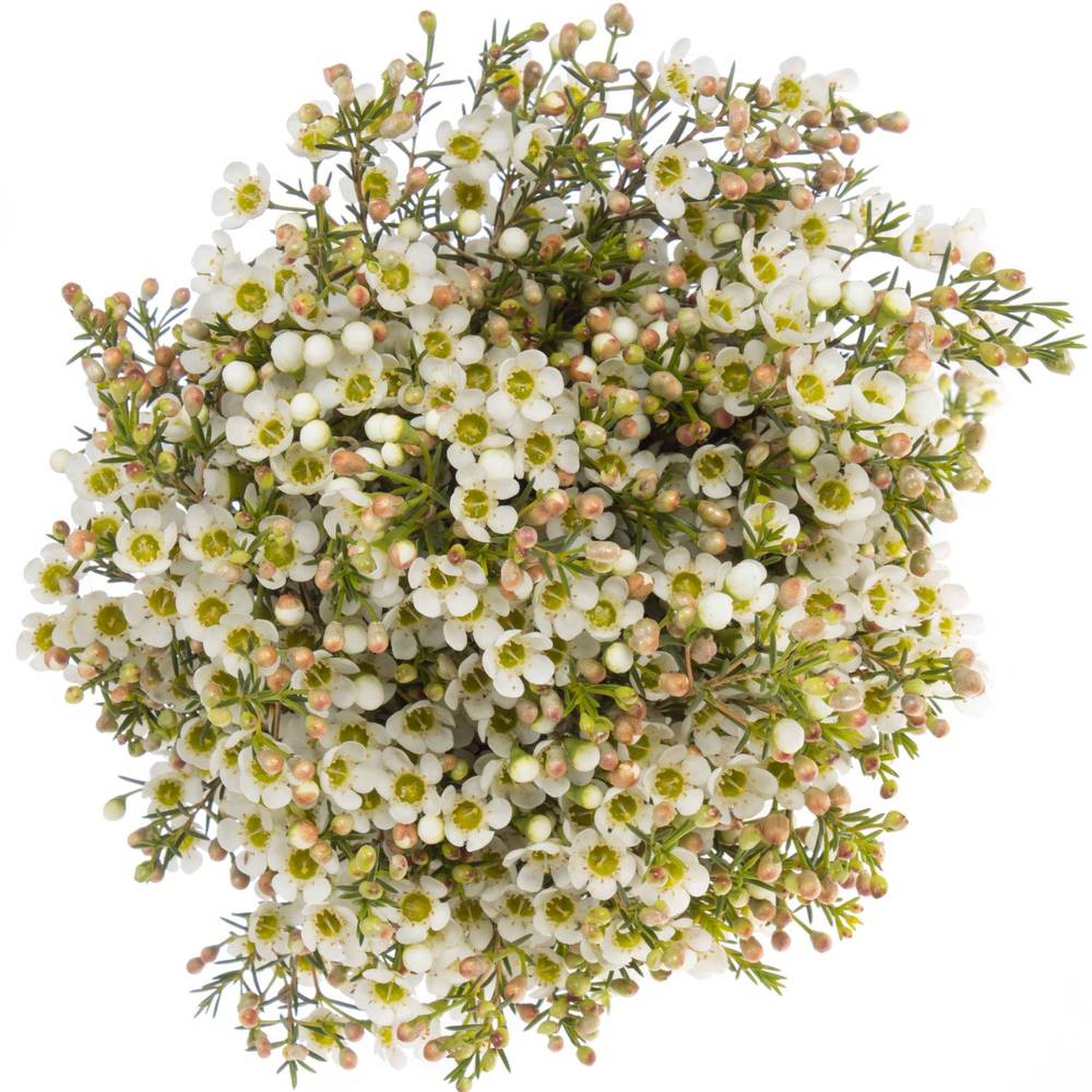 Wachsflower creme/weiss Crystal 25 Gramm 60cm