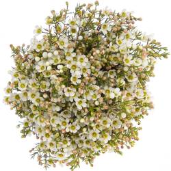 Wachsflower creme/weiss Crystal 25 Gramm 60cm