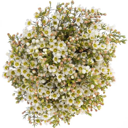 Wachsflower creme/weiss Crystal 25 Gramm 60cm