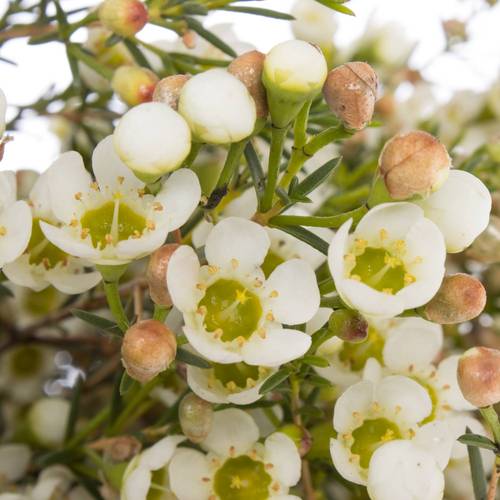 Wachsflower creme/weiss Crystal 25 Gramm 60cm