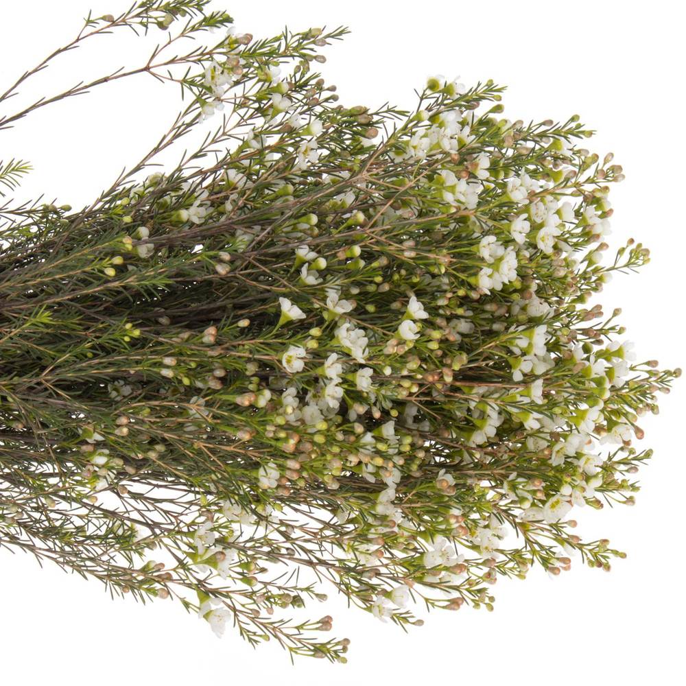 Wachsflower creme/weiss Crystal 25 Gramm 60cm