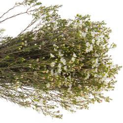 Wachsflower creme/weiss Crystal 25 Gramm 60cm