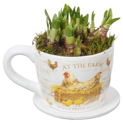 Narzis.Arr PTNP4505 T14 H022