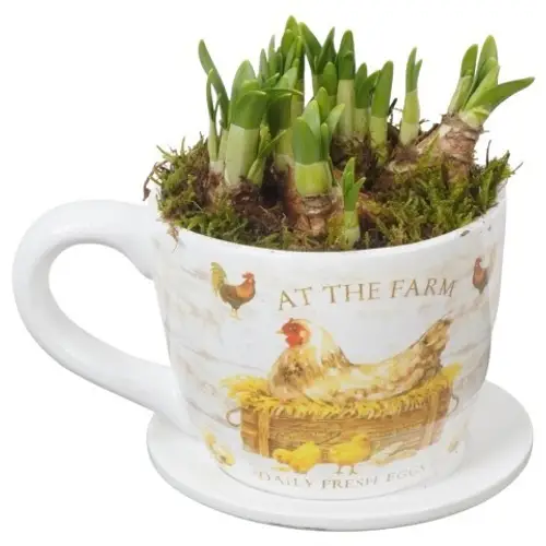 Narzis.Arr PTNP4505 T14 H022