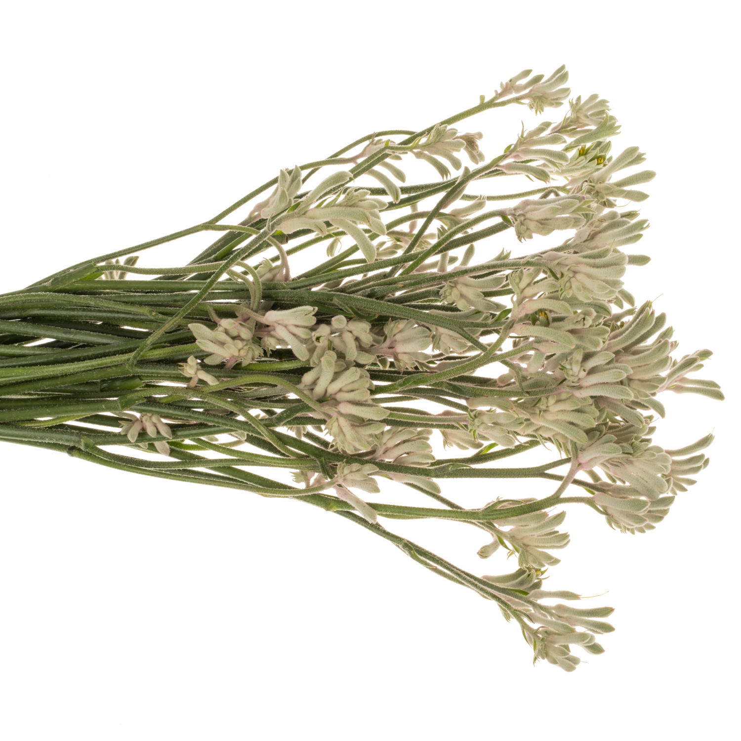 Kangeroo grau/grün Bush Diamond 50cm