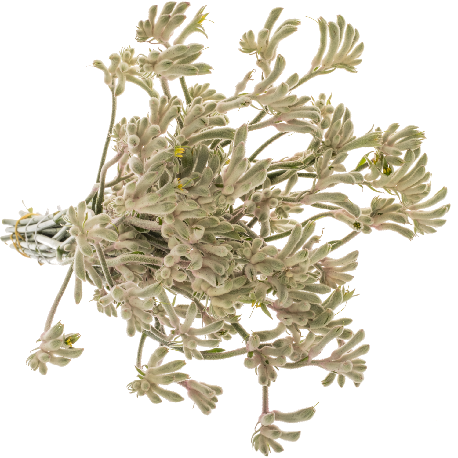 Kangeroo grau/grün Bush Diamond 50cm