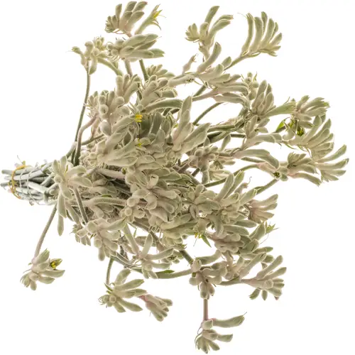 Kangeroo grau/grün Bush Diamond 50cm