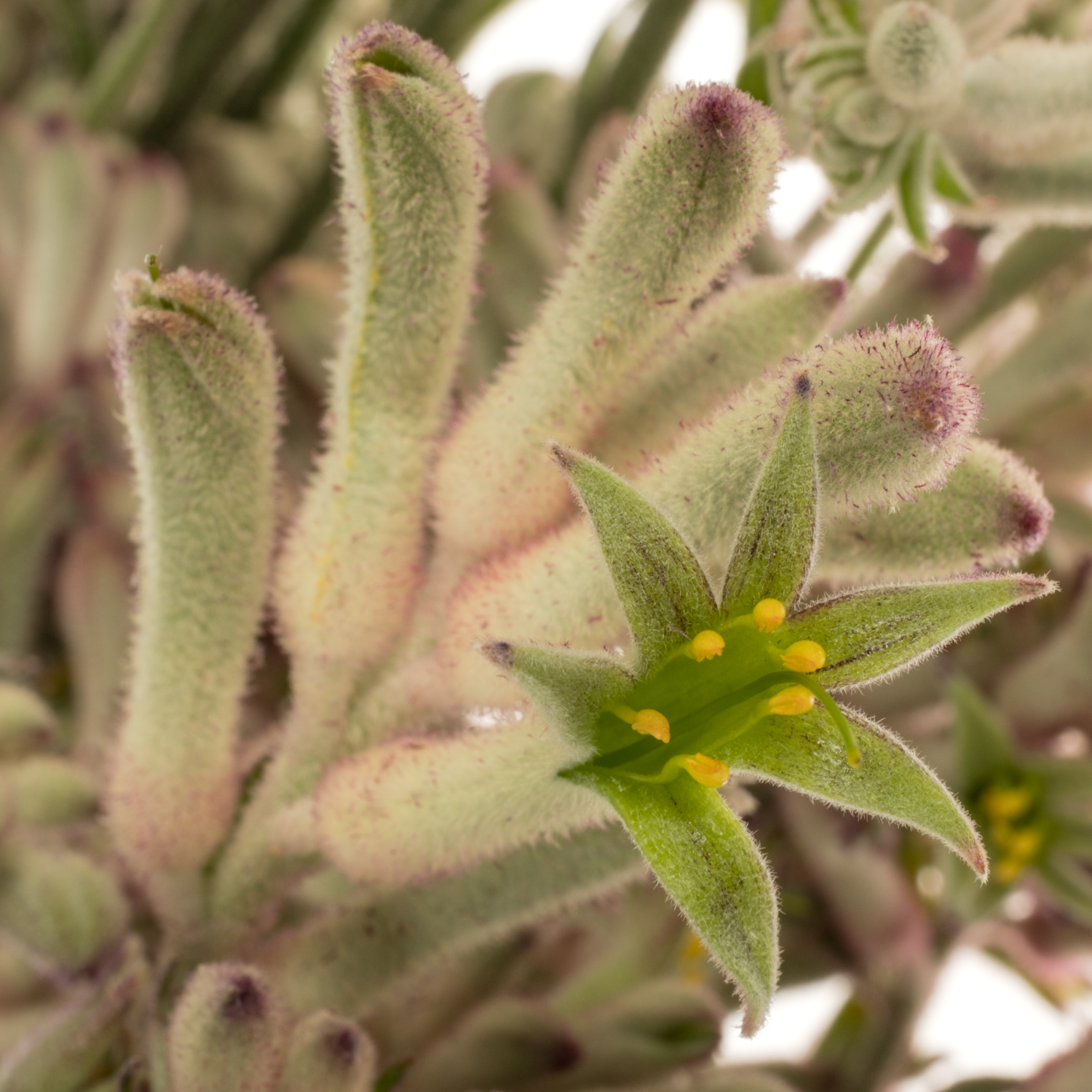 Kangeroo grau/grün Bush Diamond 50cm