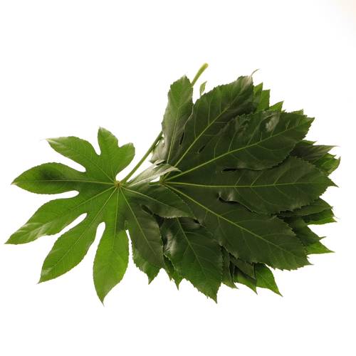 Aralia grün 40cm Mittel