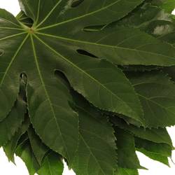 Aralia grün 40cm Mittel