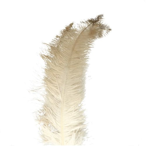 Straussenfedern natur/weiss L55cm x5
