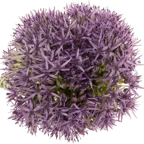 Allium lila Beauty 50cm