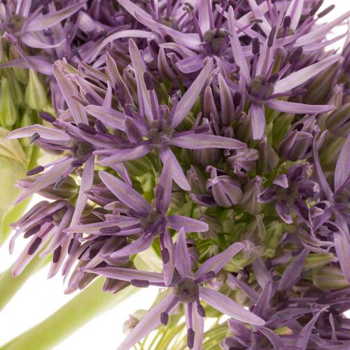 Allium lila Beauty 50cm