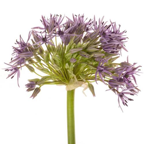Allium lila Beauty 50cm