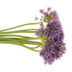 Allium lila Beauty 50cm