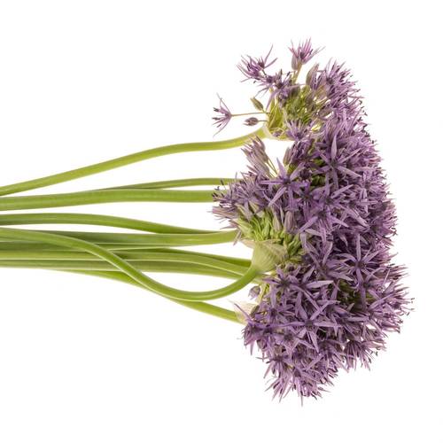 Allium lila Beauty 50cm