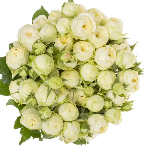 Rose verzweigt creme Ayala 4+Blüte 60cm