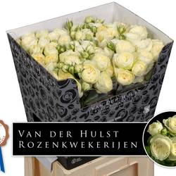 Rose verzweigt creme Ayala 4+Blüte 60cm