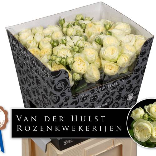 Rose verzweigt creme Ayala 4+Blüte 60cm