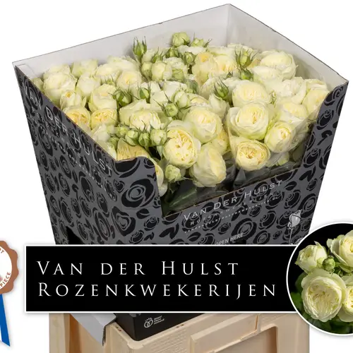 Rose verzweigt creme Ayala 4+Blüte 60cm