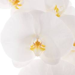 Phalaenopsis weiss Sensation 7-9 Blüten X15 60cm