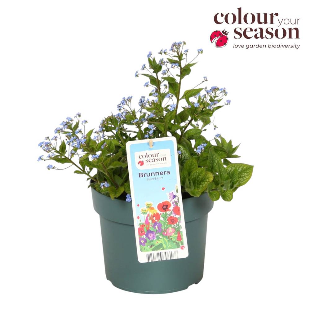 Brunnera hell blau Silver Carpet T19 H040