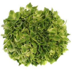 Hortensie grün Summer Bol 14cm 60cm