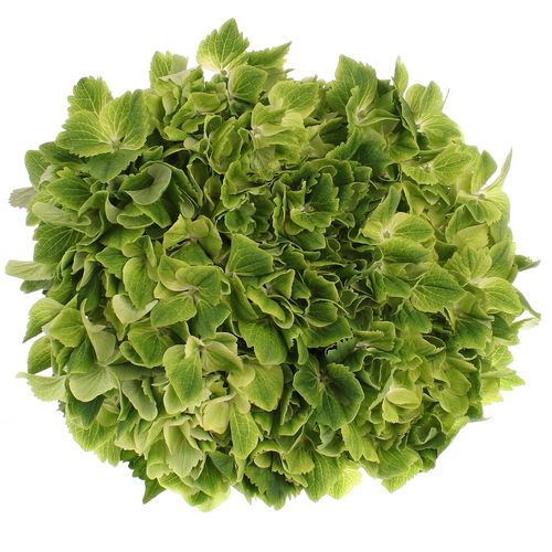 Hortensie grün Summer Bol 14cm 60cm