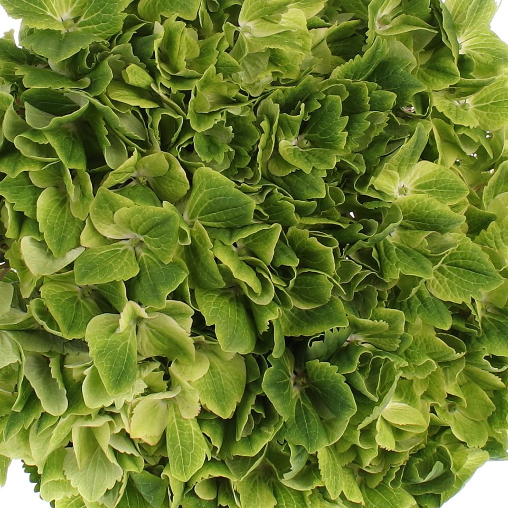 Hortensie grün Summer Bol 14cm 60cm