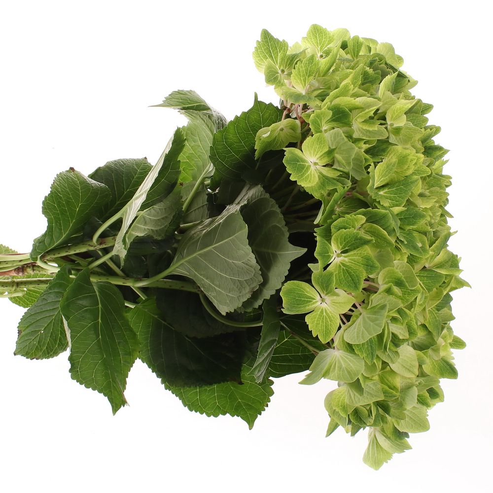 Hortensie grün Summer Bol 14cm 60cm