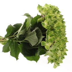 Hortensie grün Summer Bol 14cm 60cm