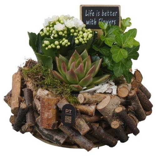 Kal.Arr PTIB5252 T20 H017