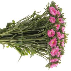 Aster dunkel rosa Pink 60cm