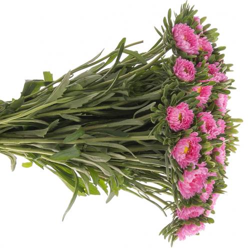 Aster dunkel rosa Pink 60cm