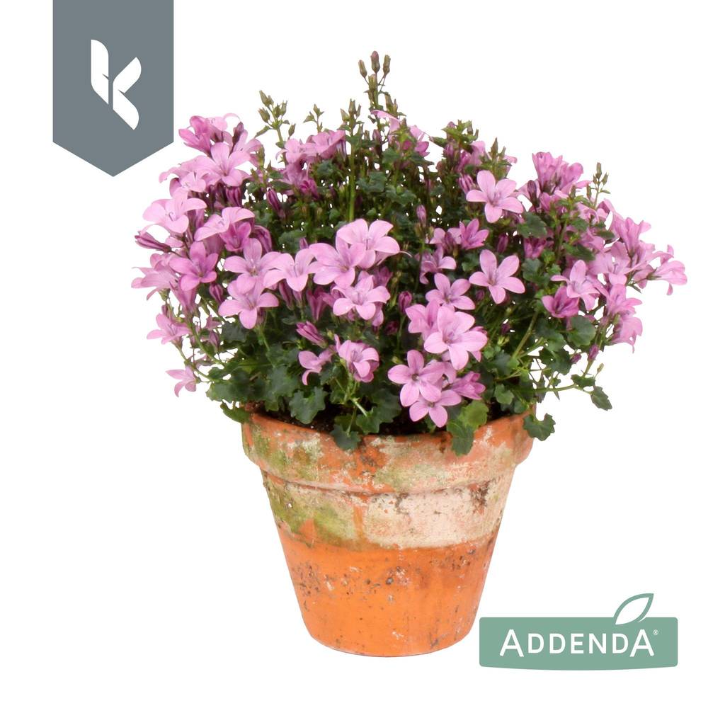 Campanula rosa Ambella Pink im Übertopf T10,5 H022