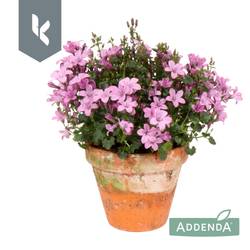 Campanula rosa Ambella Pink im Übertopf T10,5 H022
