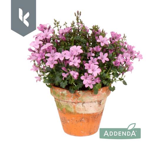 Campanula rosa Ambella Pink im Übertopf T10,5 H022