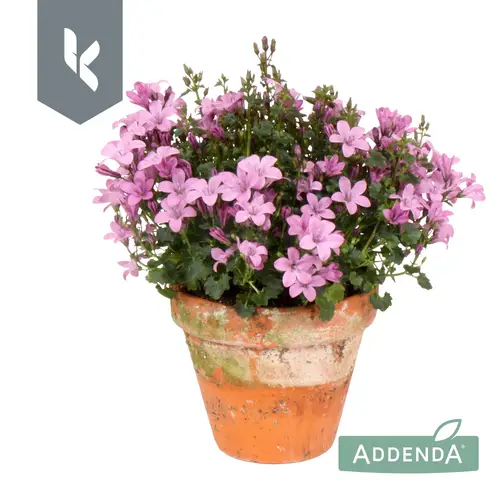 Campanula rosa Ambella Pink im Übertopf T10,5 H022
