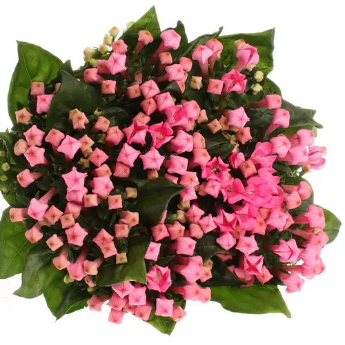 Bouvardie rosa Pink Charme 70cm
