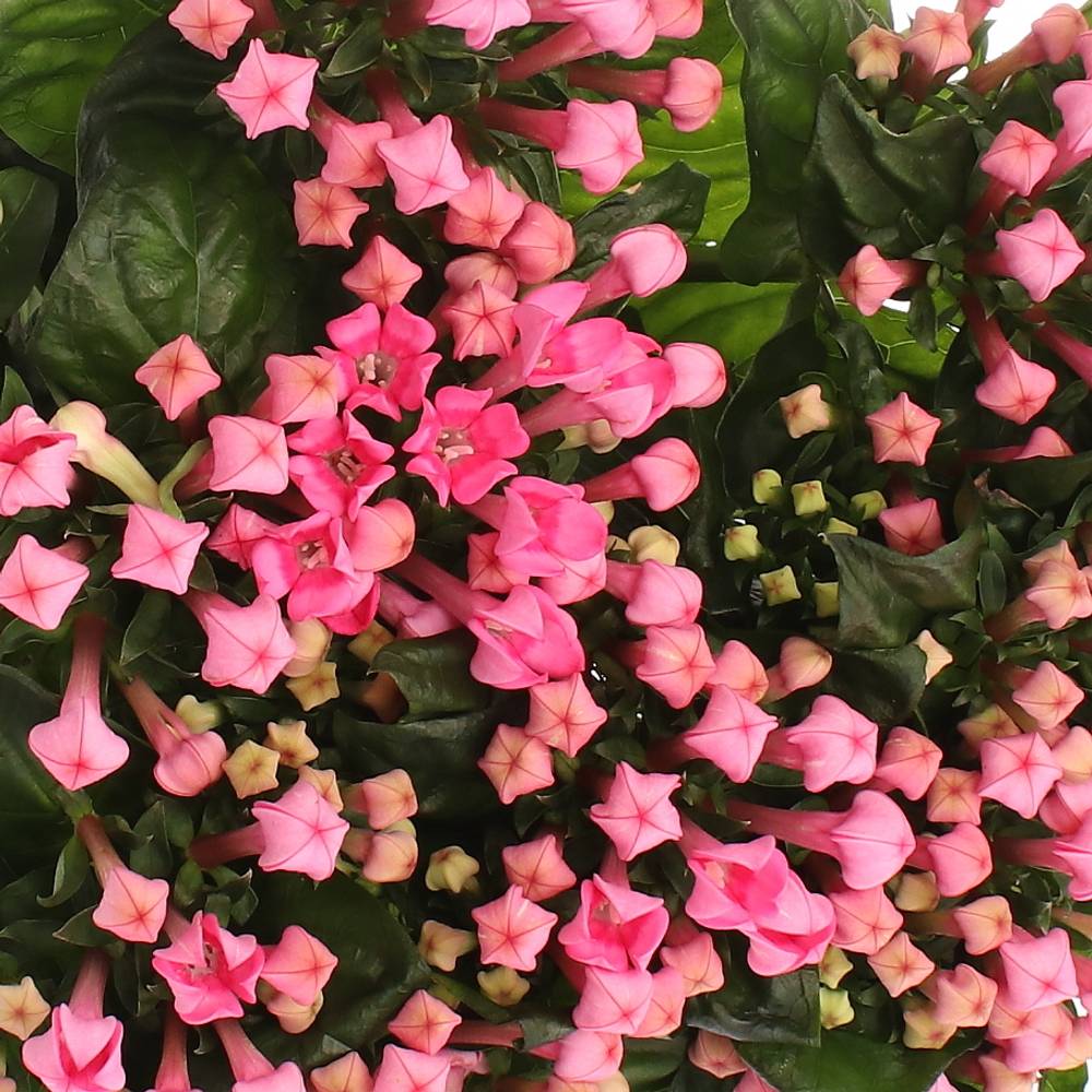 Bouvardie rosa Pink Charme 70cm