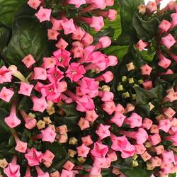 Bouvardie rosa Pink Charme 70cm