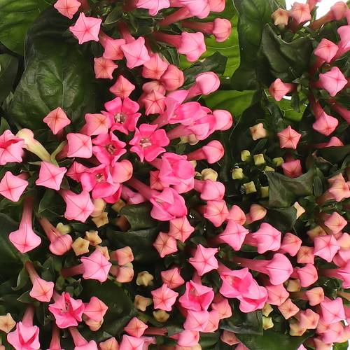 Bouvardie rosa Pink Charme 70cm