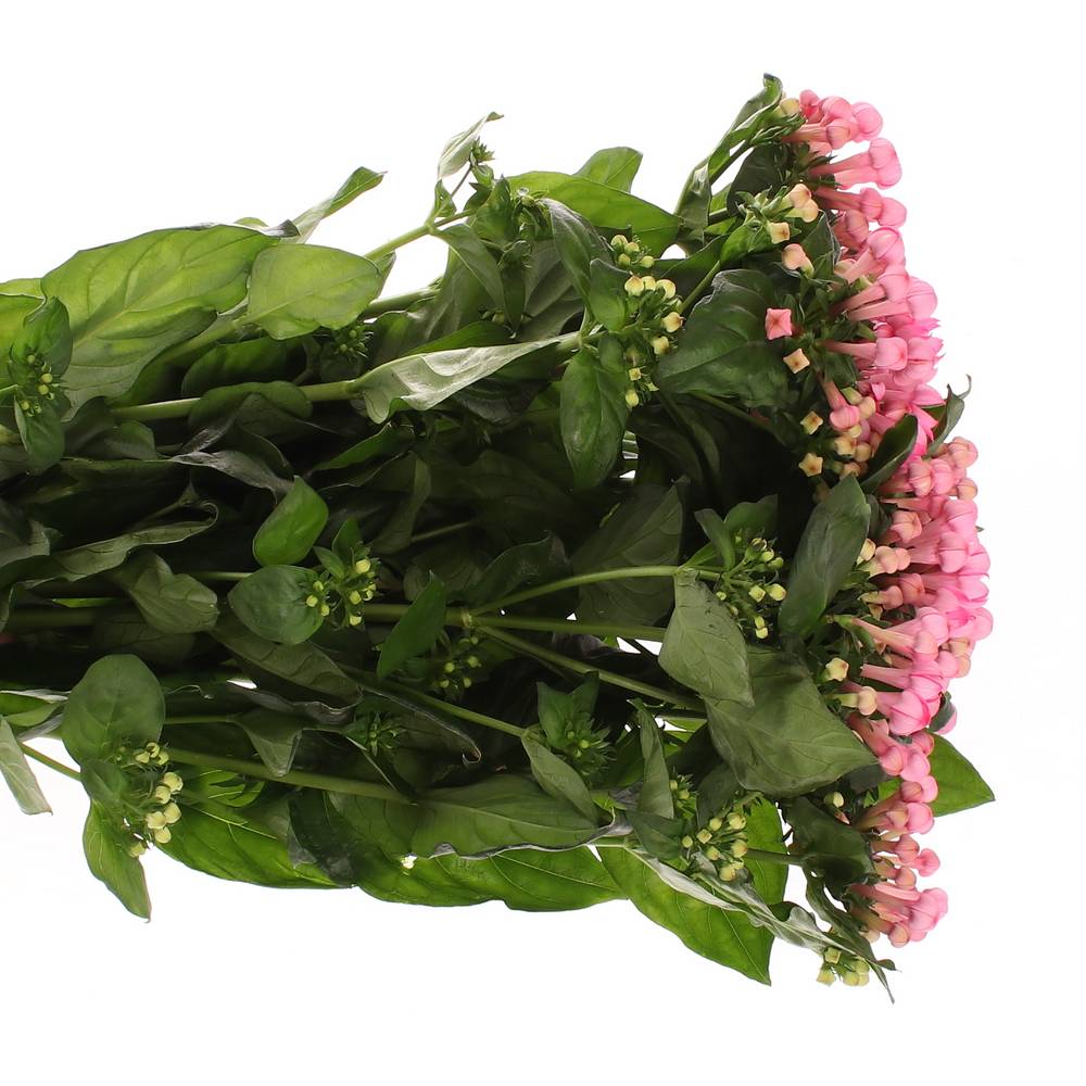 Bouvardie rosa Pink Charme 70cm