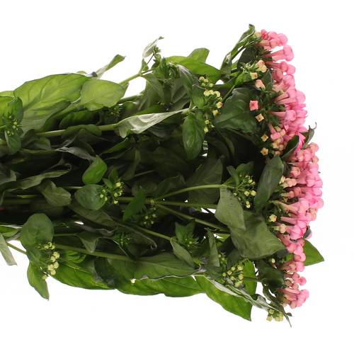 Bouvardie rosa Pink Charme 70cm